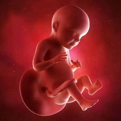 3D-illustration28-week-fetus | American Pregnancy Association