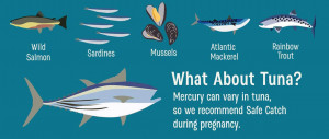 best-seafood-during-pregnancy-illustration-safe-catch-tuna-chart | American Pregnancy Association