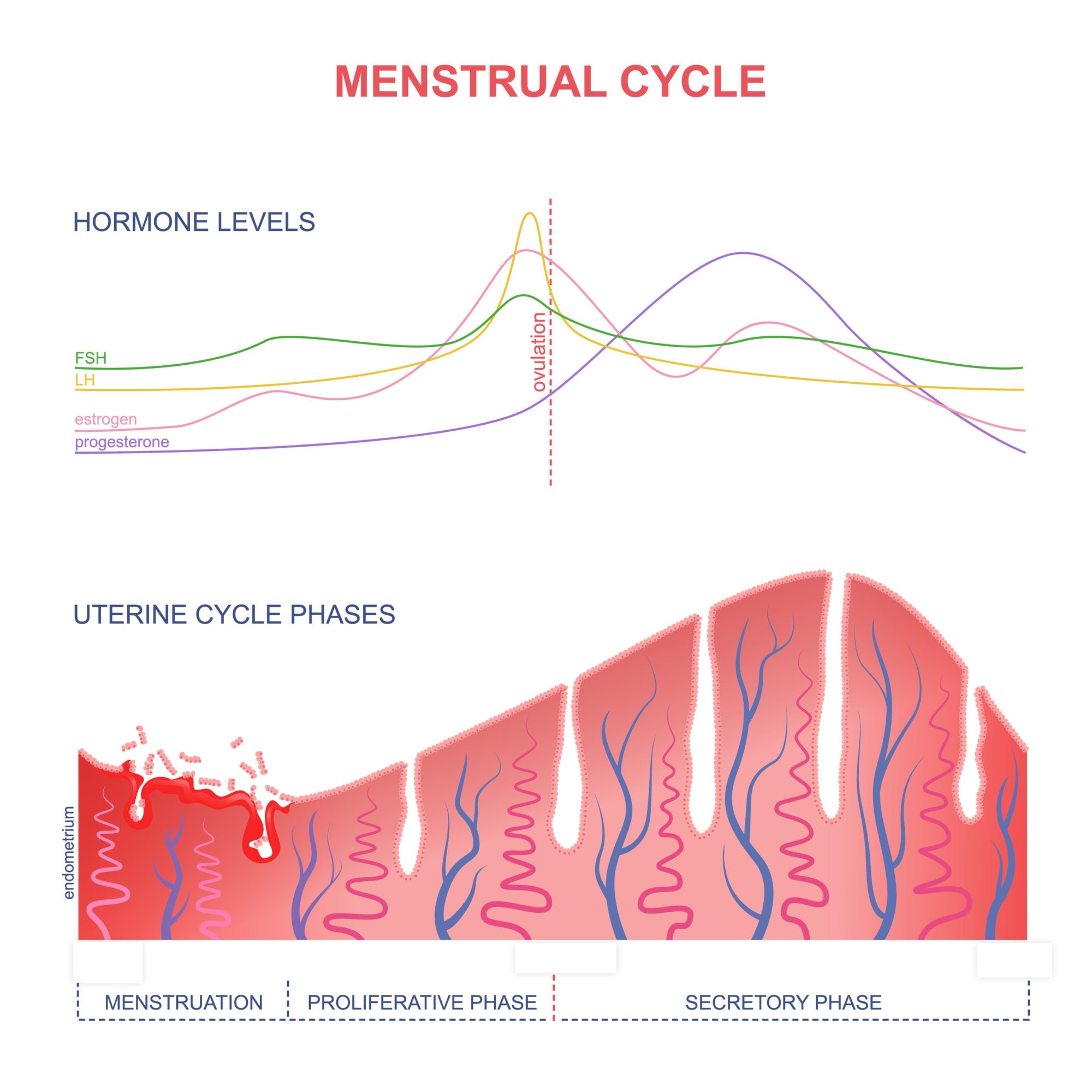 determining-your-fertility-window-illustration-hormone-level-uterine-cycle-charts | American Pregnancy Association