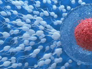 donor-insemination-graphic-image-sperm-egg | American Pregnancy Association