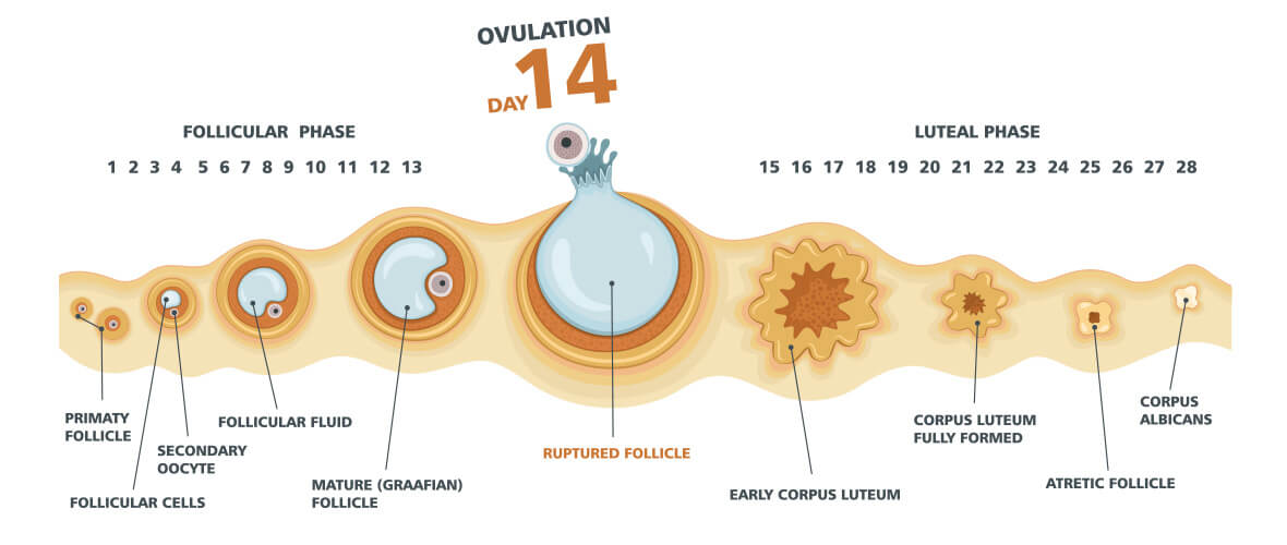 menstruation-cycle-ovaries-chart | American Pregnancy Association