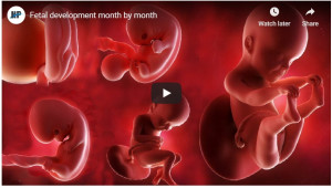 baby development month by month | American Pregnancy Association