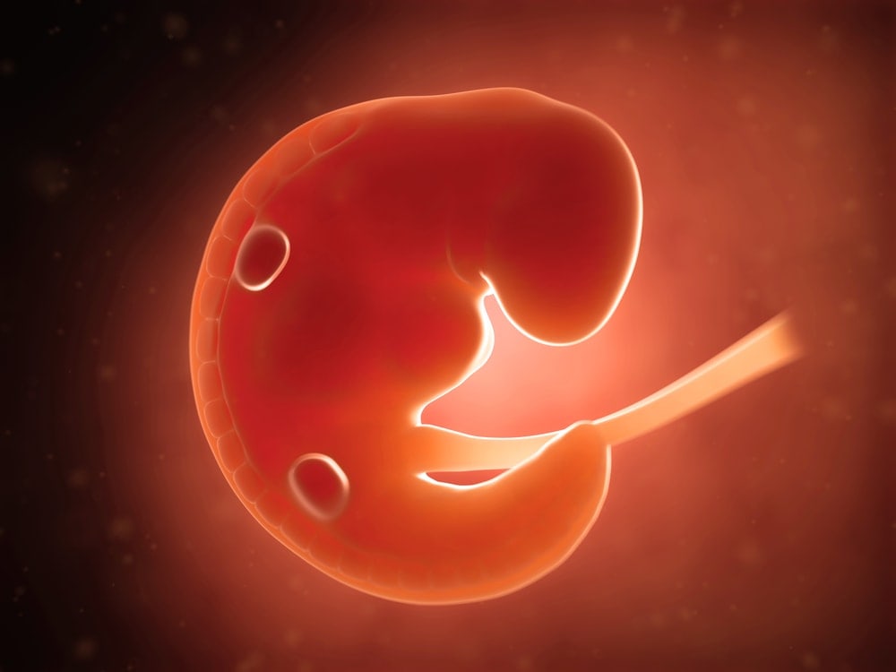 Fetus in the first trimester of fetal development | American Pregnancy Association
