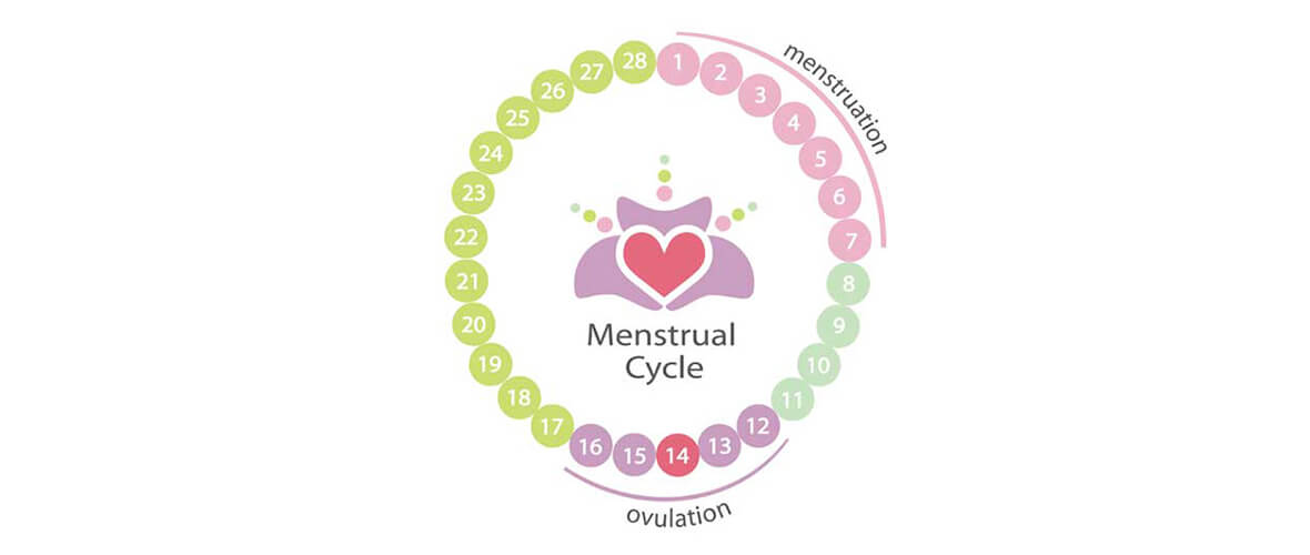 menstruation | American Pregnancy Association