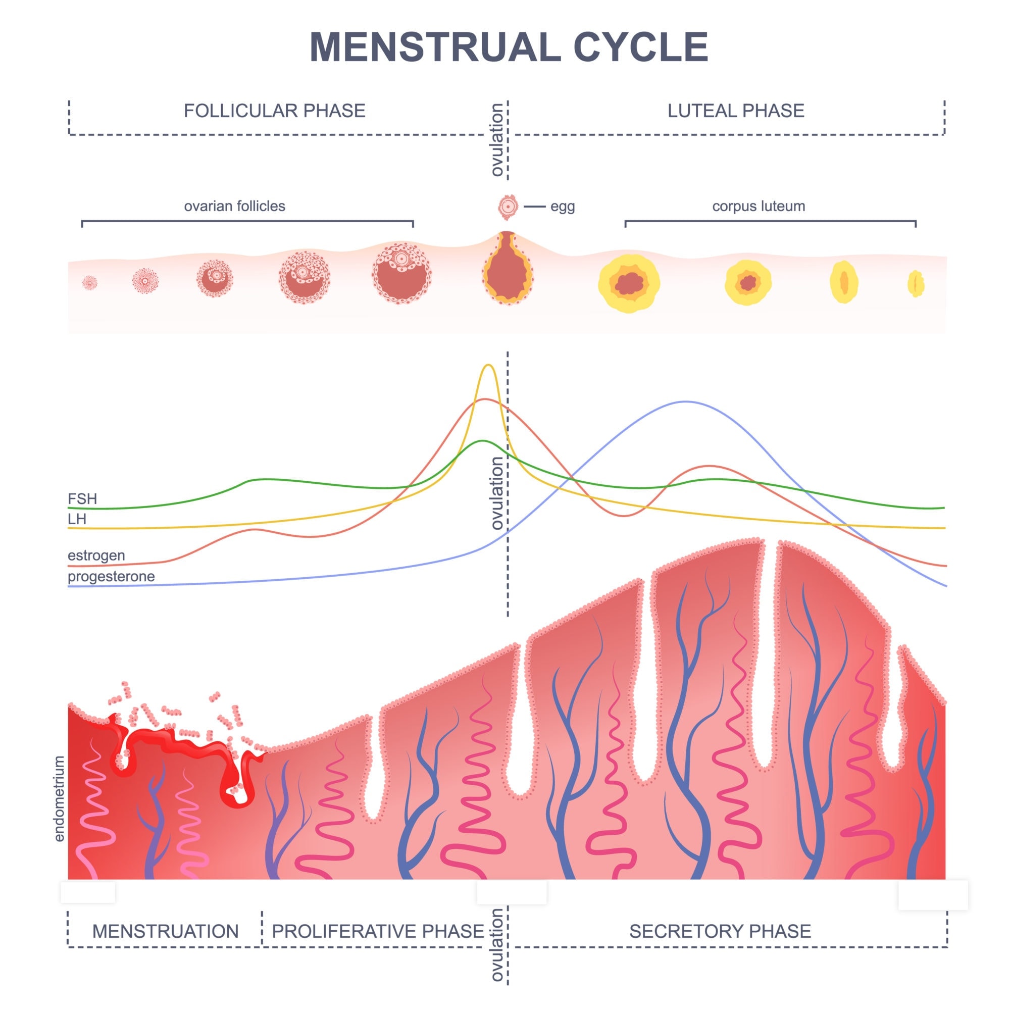 Ovulation: Frequently Asked Questions